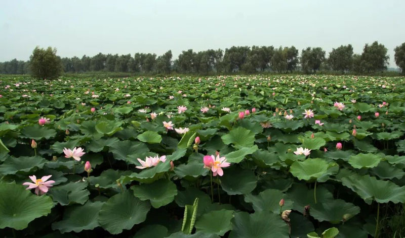 J9���Ź���(�й�)-�ٷ���վ