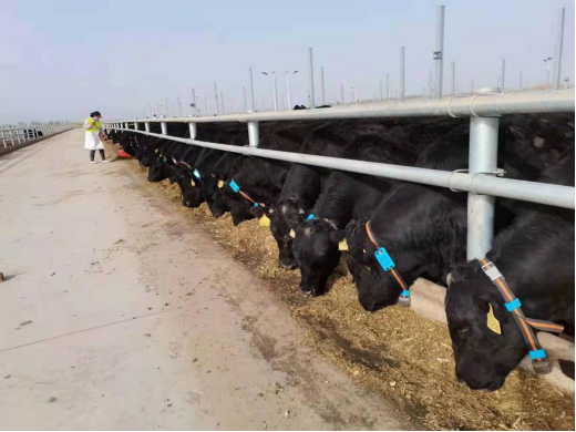 J9���Ź���(�й�)-�ٷ���վ